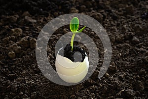 A small sprout in the eggshell against the background of the soil. the beginning of the spring gardening season