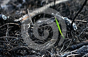 A small sprout makes its way through the burned earth.