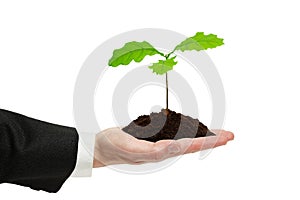 Small sprout of oak in the hand of businessman.