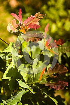 Small sprout of oak tree