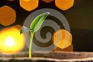 Small sprout of pepper plant in a paper pot