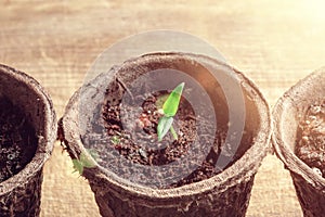 Small sprout of pepper plant reaching out to the light