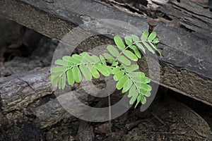 Small sprout seedling tree natural