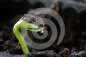 Small sprout from seeds