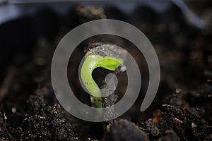 Small sprout from seeds