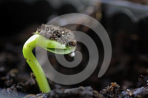 Small sprout from seeds photo