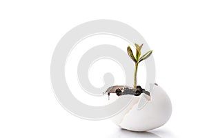 A small sprout of a tree or plant grows in the ground in an eggshell on a white background with space for text, advertising.