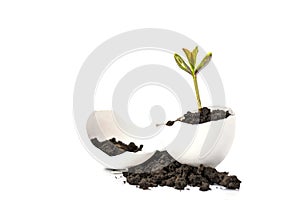 A small sprout of a tree or plant grows in the ground in an eggshell on a white background with space for text, advertising.