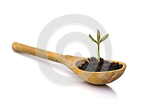 A small sprout of a tree or plant grows in the ground in a wooden spoon on a white background, close-up, isolate.