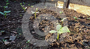 Small sprouts of cucumbers grow in the garden.