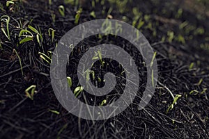 Small sprouts grow on the scorched earth after a fire