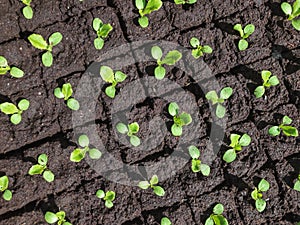 Small sprouts of lettuce