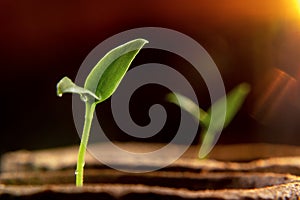 Small sprouts of pepper plant reaching out to the light