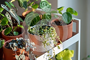 Small sprouts plants in terracotta pots on cart at home. Indoor gardening, greenery at living room