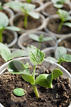 Small sprouts of soy