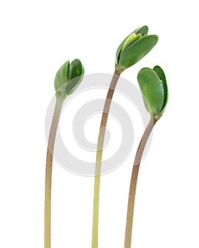 Small sprouts soy