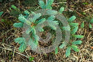 small spruce on a background of blurred Christmas tree