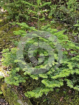 Small  Spruce christmas tree