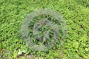 A small spruce tree in a forest clearing