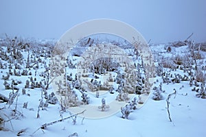 Small spruce trees and gras under snow