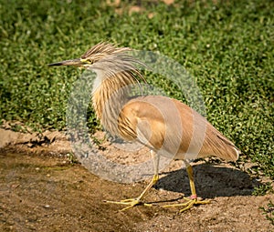 Small squacco heron Ardeola ralloides with his hackles up