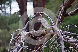 A small Squacco Heron sitting on a tree branch