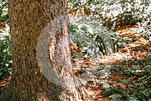 Small squirrel climbing a tree trunk in a forest