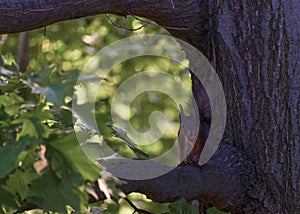 Small squirrel in dinner time