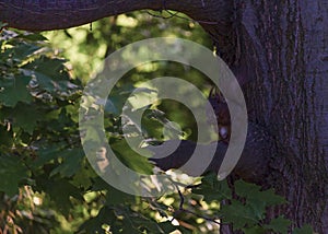 Small squirrel in dinner time