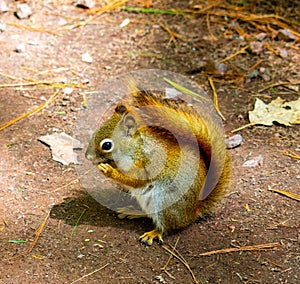 Small Squirrel on the ground