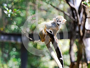 A small squirrel monkey (Saimiri sciureus) sits on a tree branch