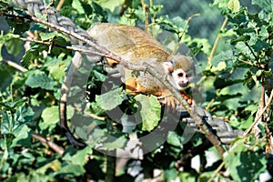 A small Squirrel monkey sits on a rope
