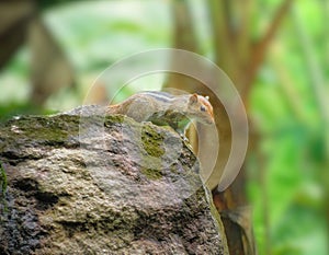 Small squirrel on a national park rock, summer season. Squirrel in rock. Squirrel sitting in stone.