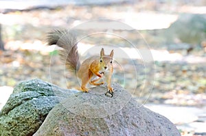 A small squirrel sits in a funny pose on a big stone