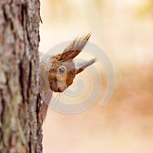 Small squirrel sits on the tree.