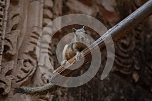 A small squirrel sitting on a bamboo stick