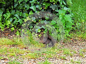 Small squirrel is sitting on the ground and eats nut