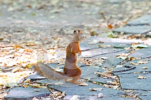 A small squirrel stands in a funny pose