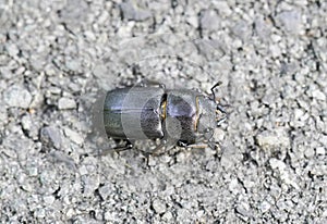 Small stag beetle. Dorcus parallelipipedus photo