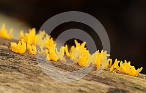 Small Stagshorn Mushrooms, Calocera cornea, growing from a dead tree in a forest in the UK. photo