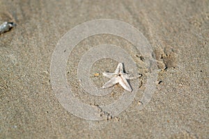 A small starfish lies on a sandy coast