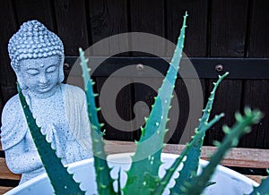 Small staute of buddha with green plant aloe arborescens photo
