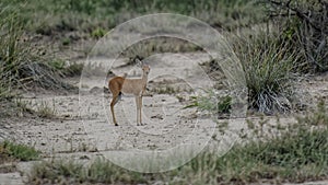 Small steenbok antelope