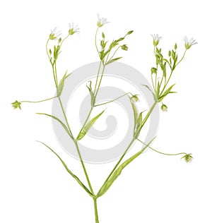 Small Stellaria flowers on white photo