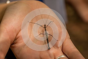 A small stick insect in a persons hand from a rainforest