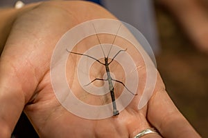 A small stick insect in a persons hand from a rainforest photo