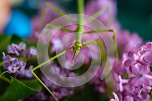 Small stickbug hiding in purple lilac tree photo
