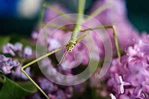 Small stickbug hiding in purple lilac tree photo