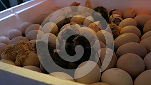 Small still wet newborns white and black chickens break egg shell next to the eggs in home incubator on the farm