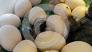 Small still wet newborns white and black chickens break egg shell next to the eggs in home incubator on the farm